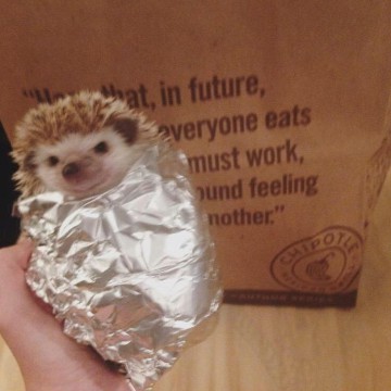 hedgehog in a burrito