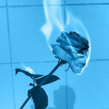 blue rose